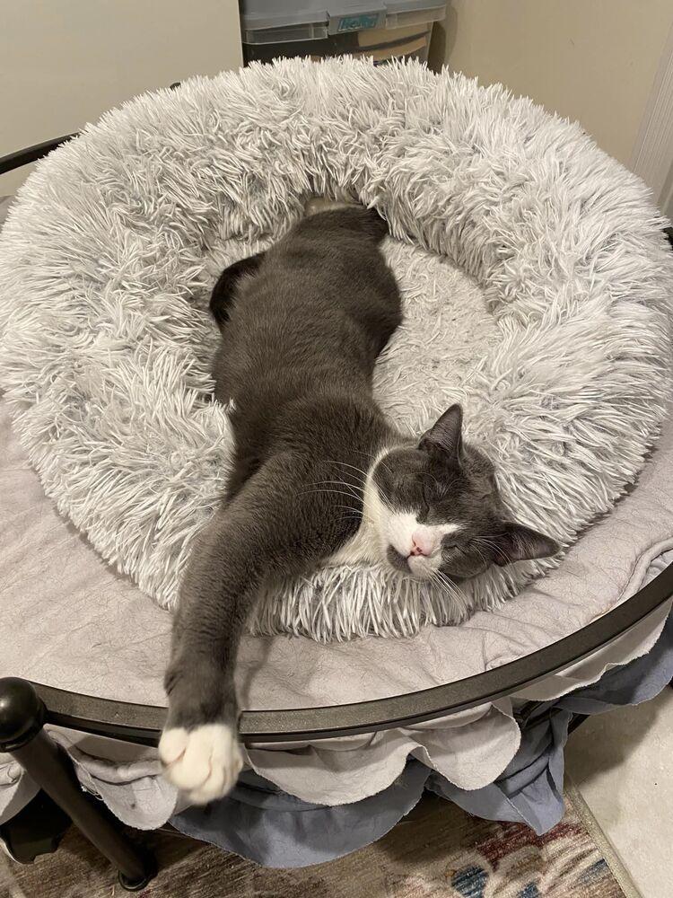 Enlarge Hayden, a Adoptable Domestic Short Hair in Lake Grove, NY image 3/4