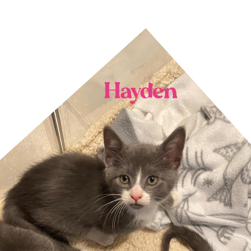 Enlarge Hayden, a Adoptable Domestic Short Hair in Lake Grove, NY image 4/4