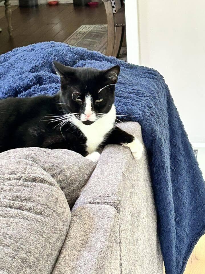 Enlarge Tucker, a ADOPTABLE Domestic Short Hair in Woodmere, NY image 2/2