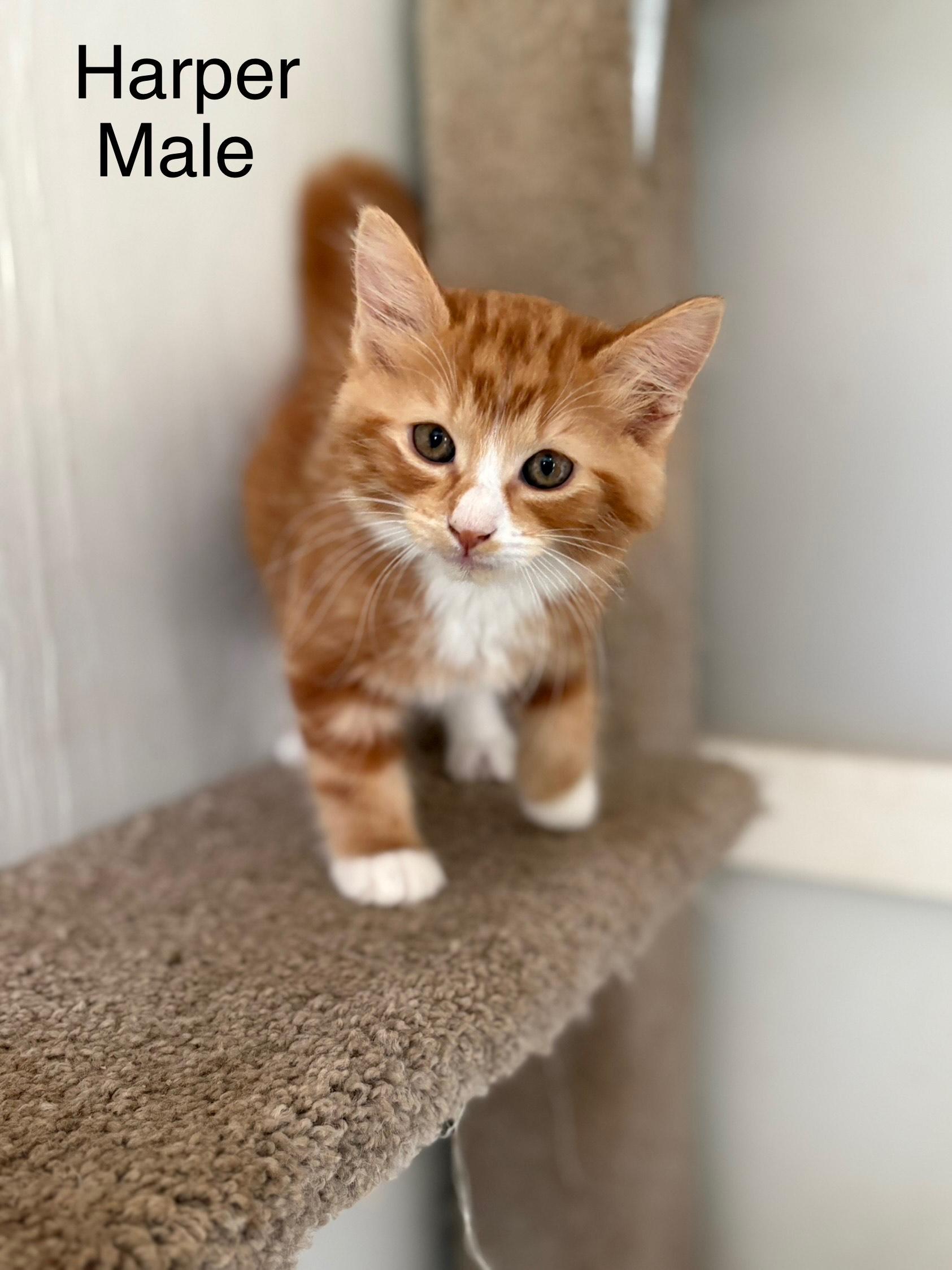 Harper, Adopted, Kitten Male Domestic Long Hair.