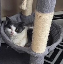 Enlarge Gnocchi, an adopted Domestic Short Hair in Braintree, MA image 3/3