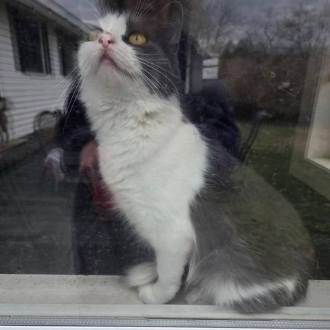 Enlarge Gnocchi, an adopted Domestic Short Hair in Braintree, MA image 1/3