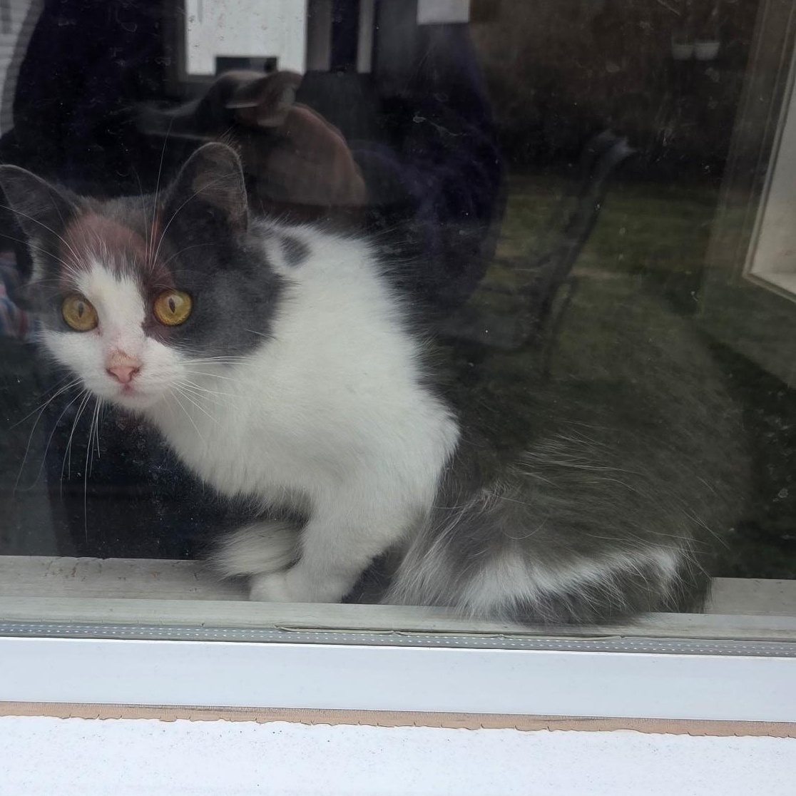 Enlarge Gnocchi, an adopted Domestic Short Hair in Braintree, MA image 2/3