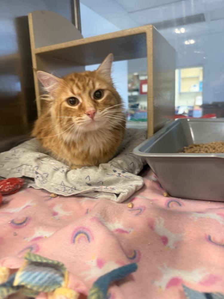 Enlarge Honda, a Adoptable Domestic Medium Hair in Metamora, IL image 1/1