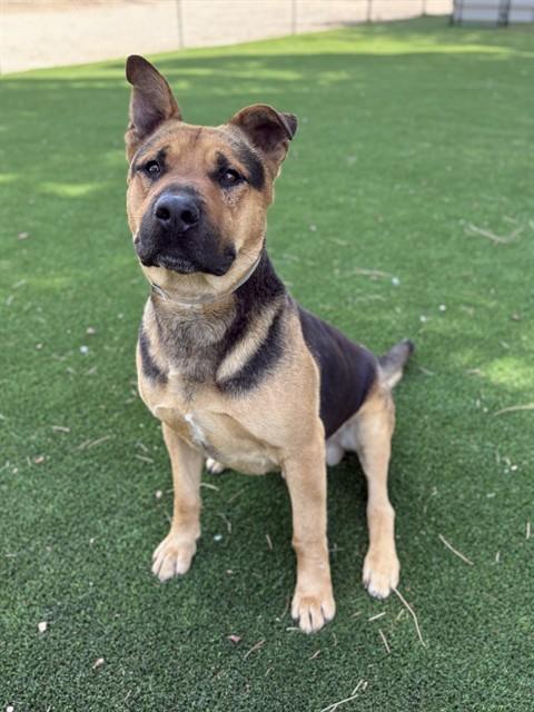 BUMBLE, Adoptable, Adult Male German Shepherd Dog & Mixed Breed.
