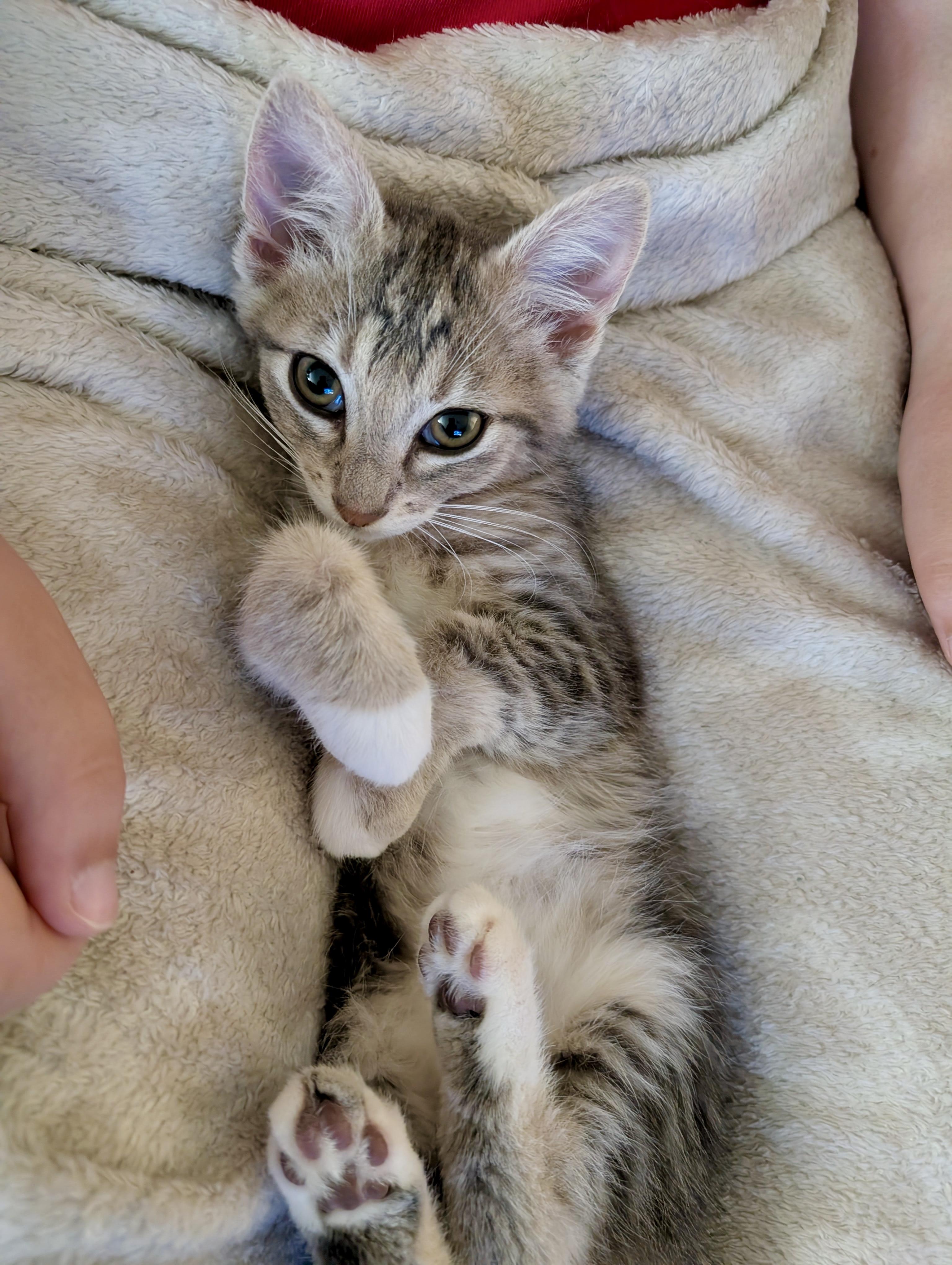 Enlarge Fiona, an adopted Domestic Medium Hair in Tillamook, OR image 2/6