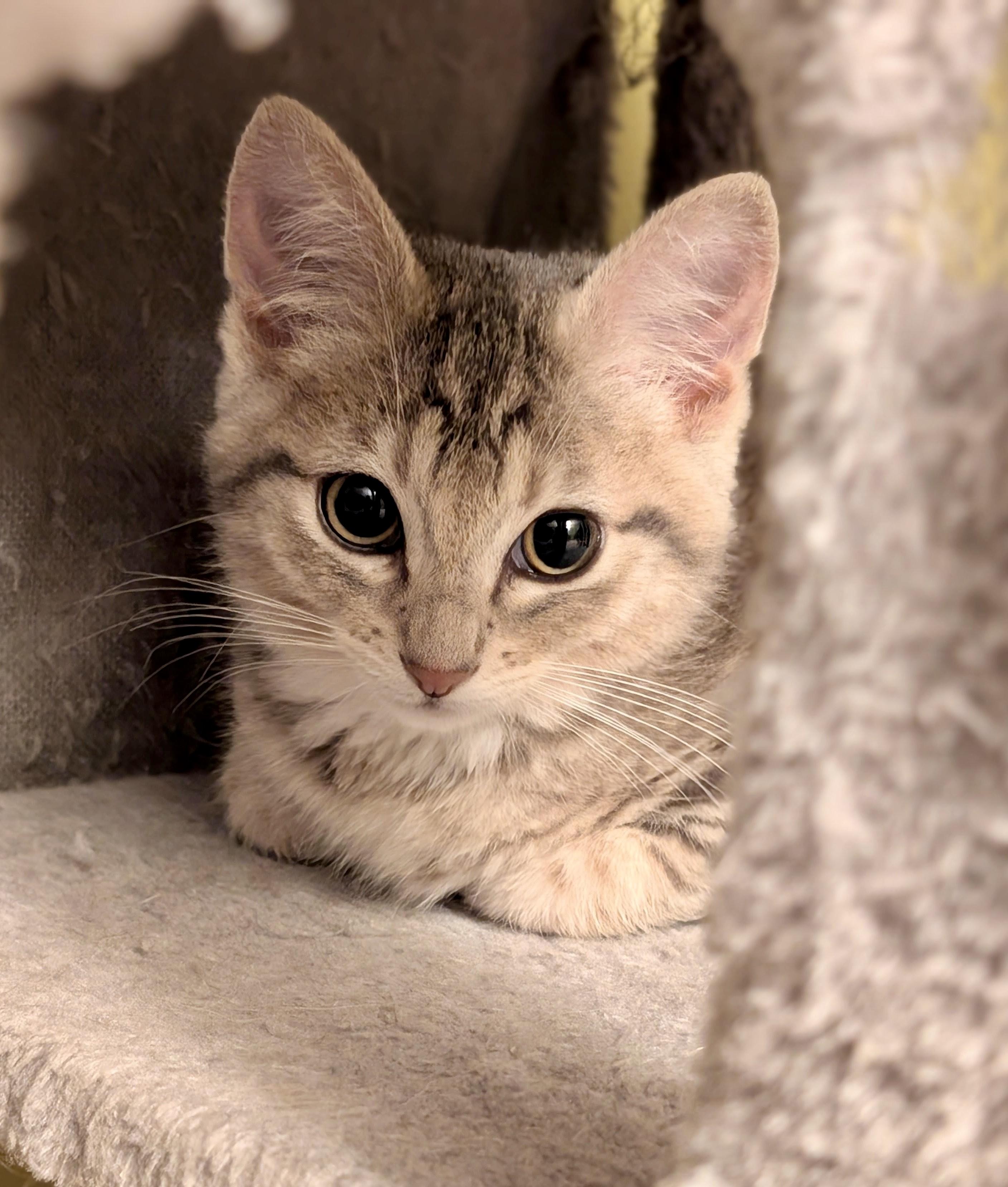 Enlarge Fiona, an adopted Domestic Medium Hair in Tillamook, OR image 1/6