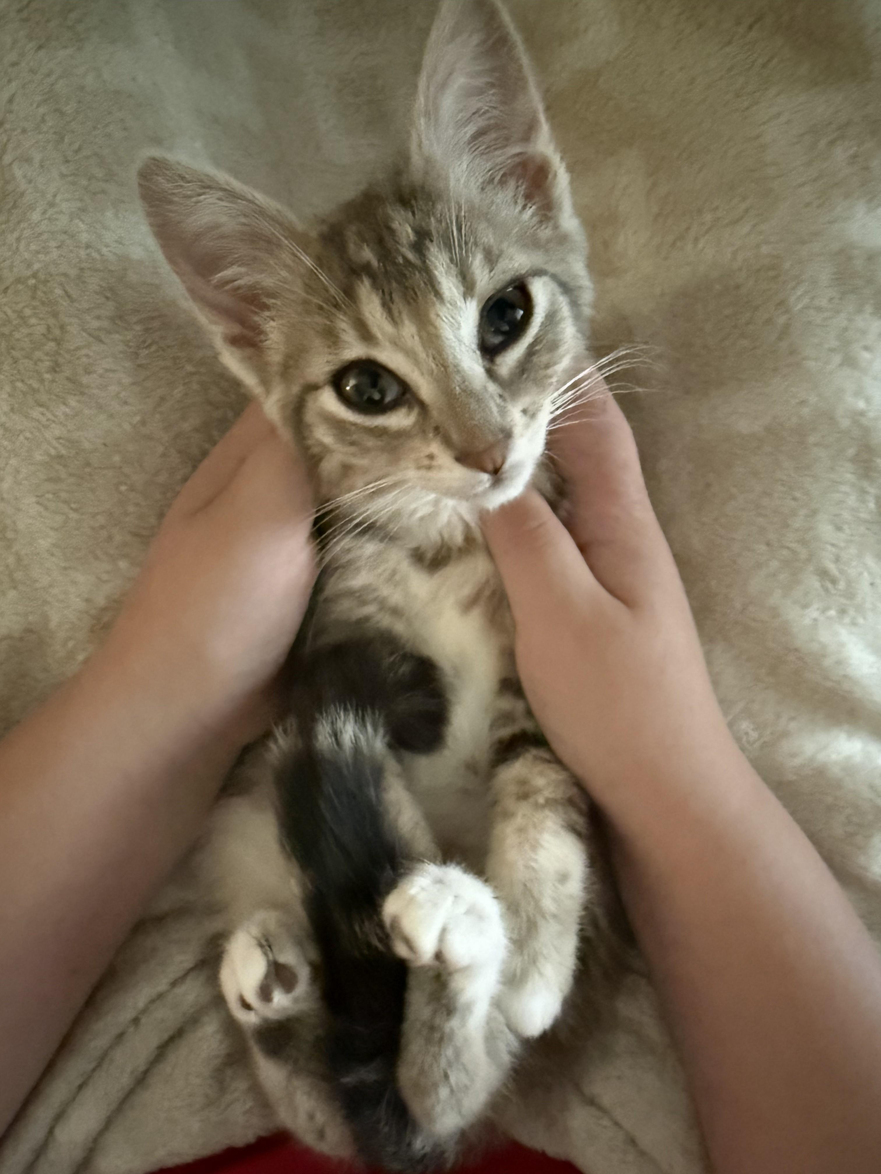 Enlarge Fiona, an adopted Domestic Medium Hair in Tillamook, OR image 5/6