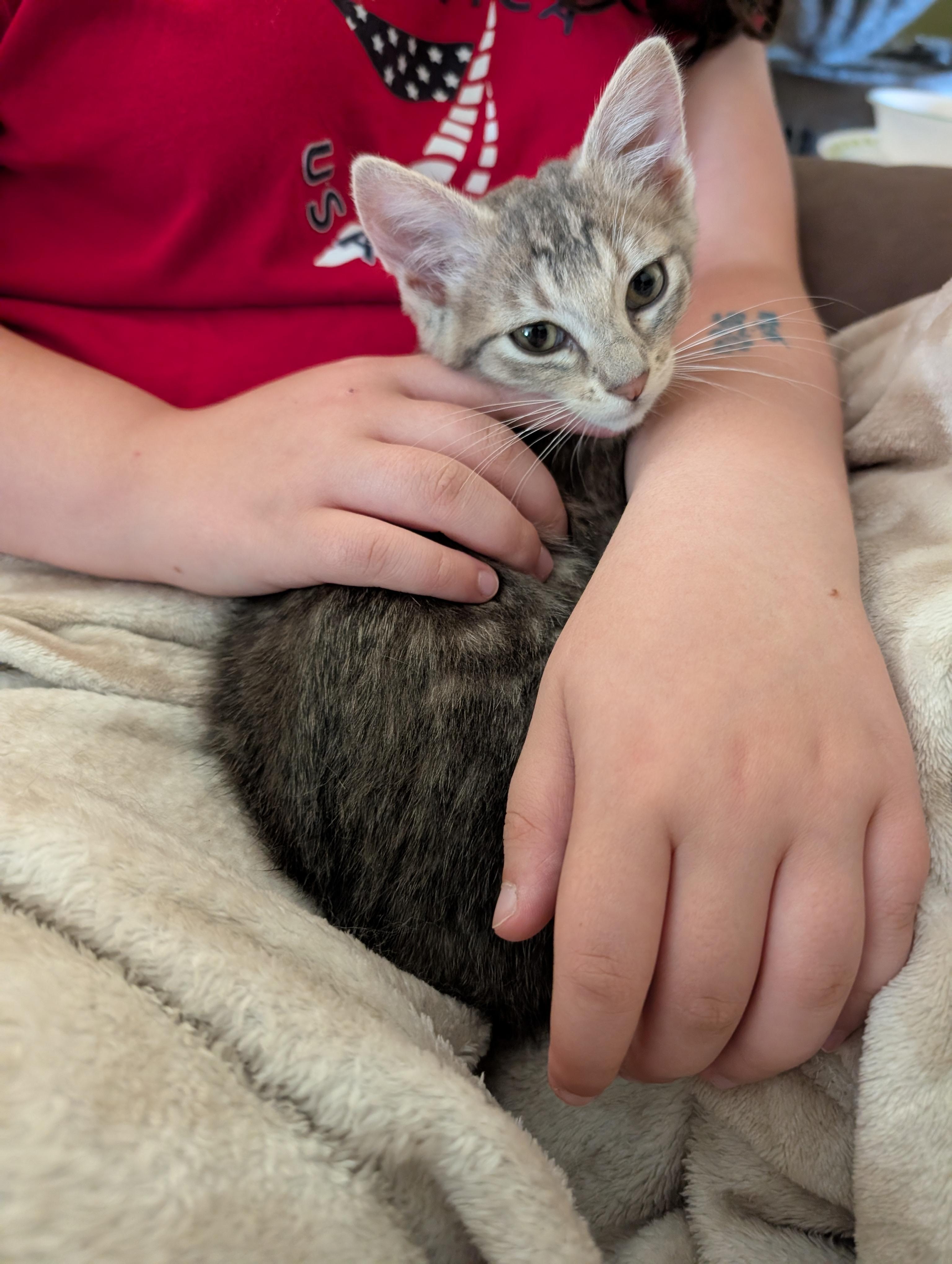 Enlarge Fiona, an adopted Domestic Medium Hair in Tillamook, OR image 6/6
