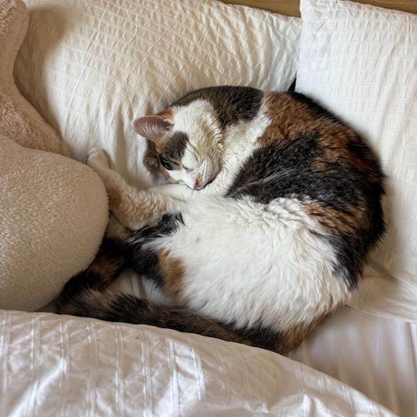 Daisy Mae, a Adoptable Domestic Short Hair in Murray, UT image 1/6