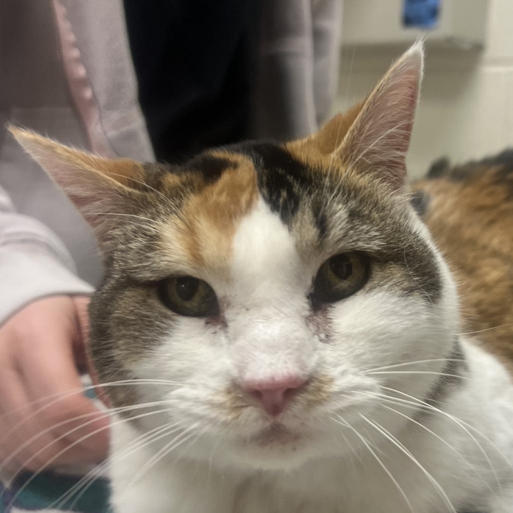 Daisy Mae, a Adoptable Domestic Short Hair in Murray, UT image 2/6