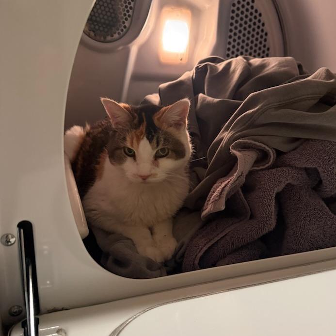 Daisy Mae, a Adoptable Domestic Short Hair in Murray, UT image 3/6