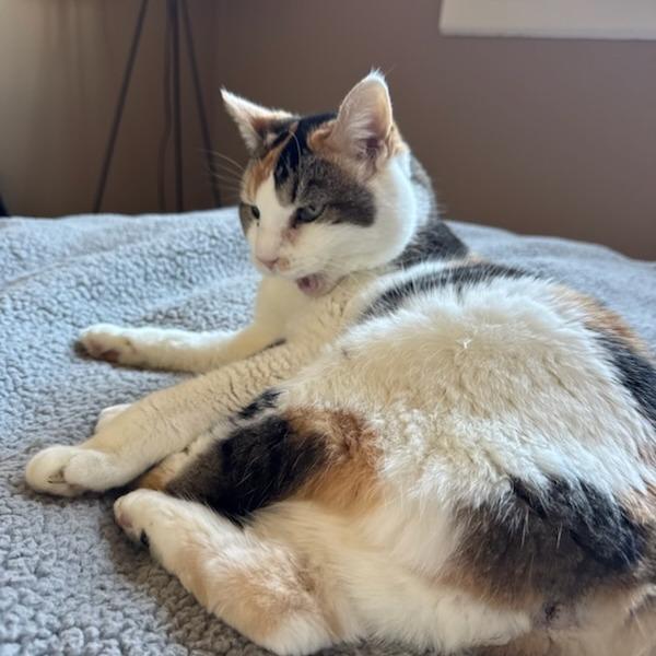 Daisy Mae, a Adoptable Domestic Short Hair in Murray, UT image 4/6