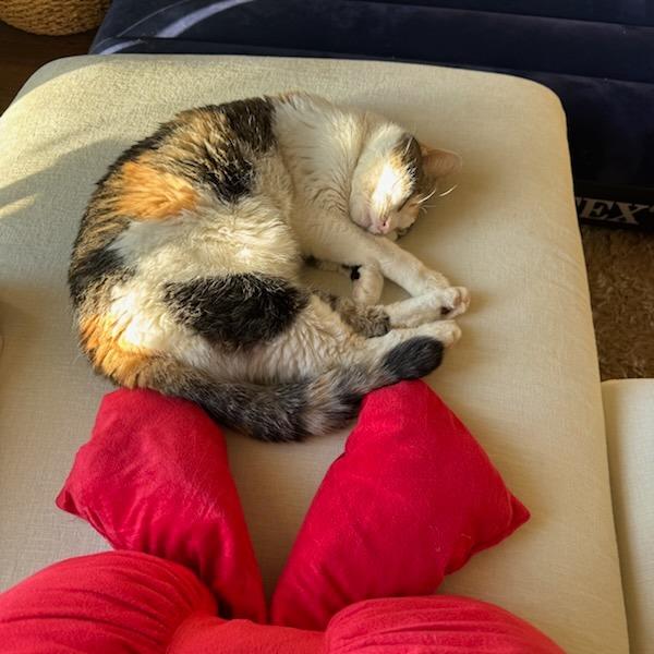 Daisy Mae, a Adoptable Domestic Short Hair in Murray, UT image 6/6