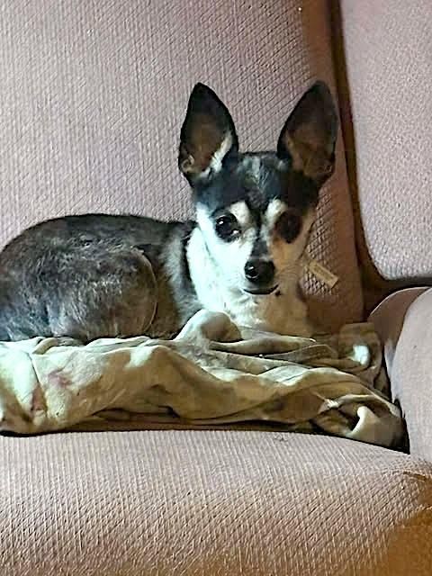 Niko, ADOPTABLE, Senior Male Chihuahua.