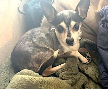 Niko, a ADOPTABLE mixed breed in Somerville, MA image 3/5