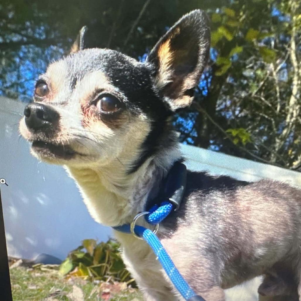 Niko, a ADOPTABLE mixed breed in Somerville, MA image 5/5