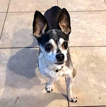 Niko, a ADOPTABLE mixed breed in Somerville, MA image 2/5