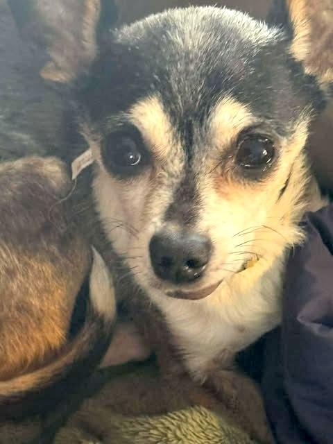 Niko, a ADOPTABLE mixed breed in Somerville, MA image 4/5