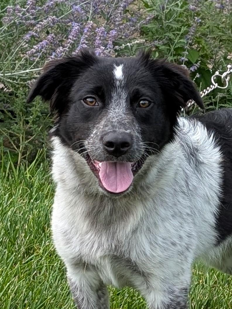 Josie