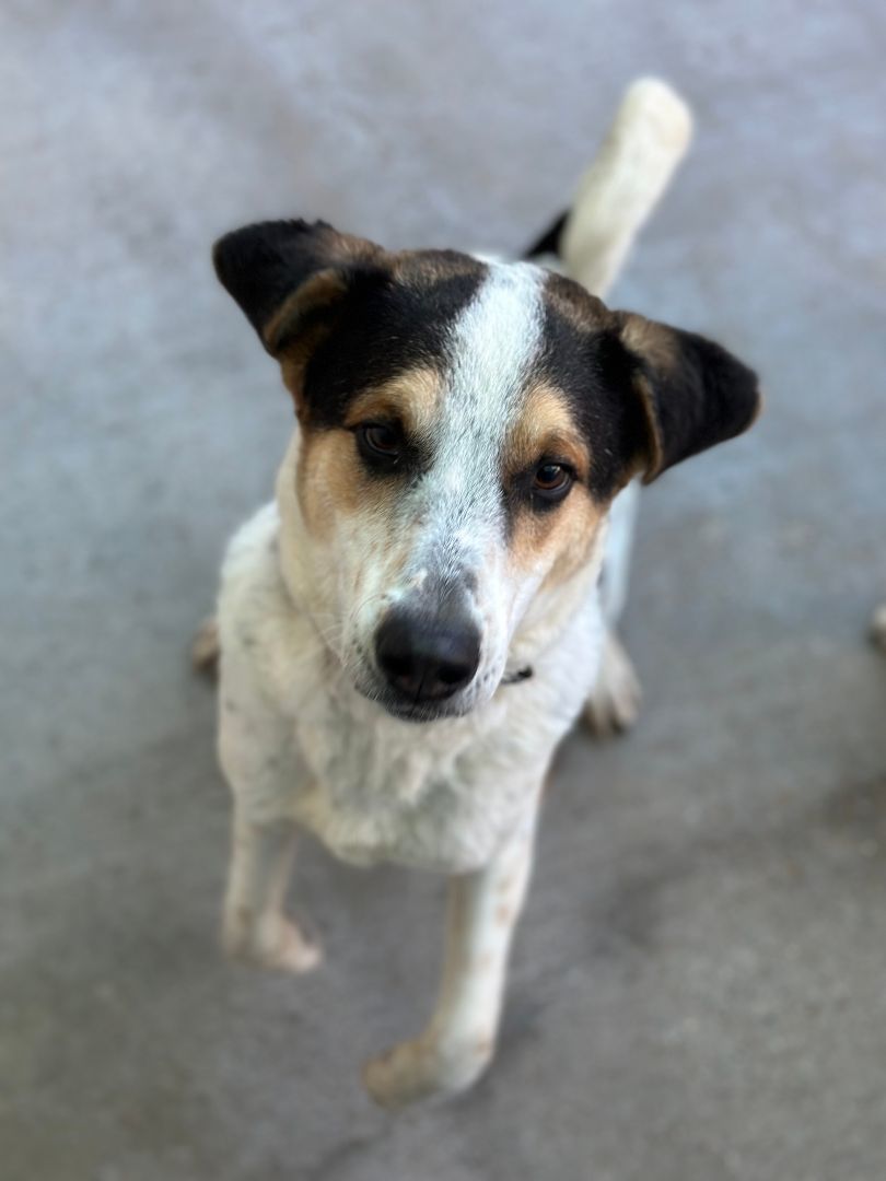 Enlarge Dale, a Adoptable Cattle Dog in Denison, TX image 1/3