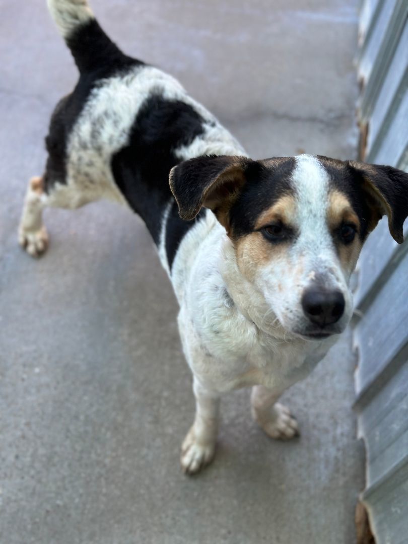 Enlarge Dale, a Adoptable Cattle Dog in Denison, TX image 2/3