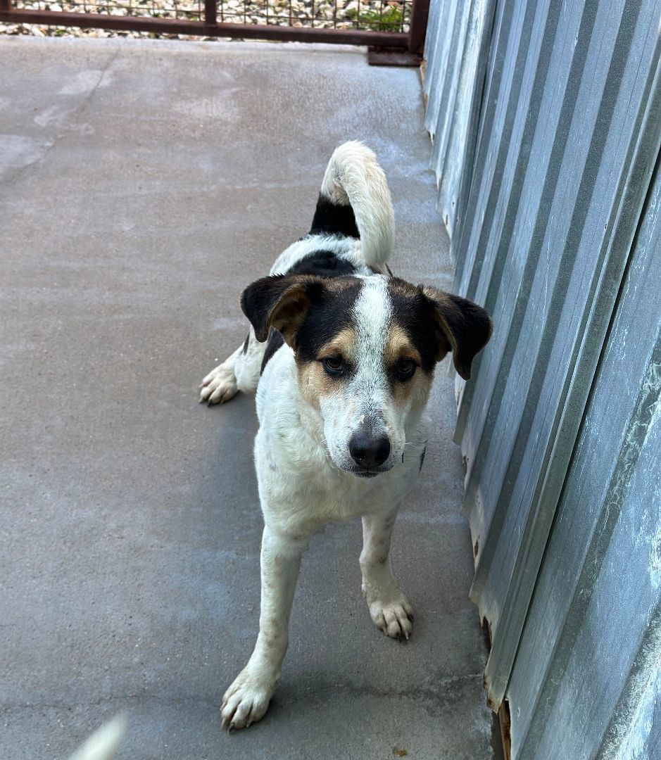 Enlarge Dale, a Adoptable Cattle Dog in Denison, TX image 3/3