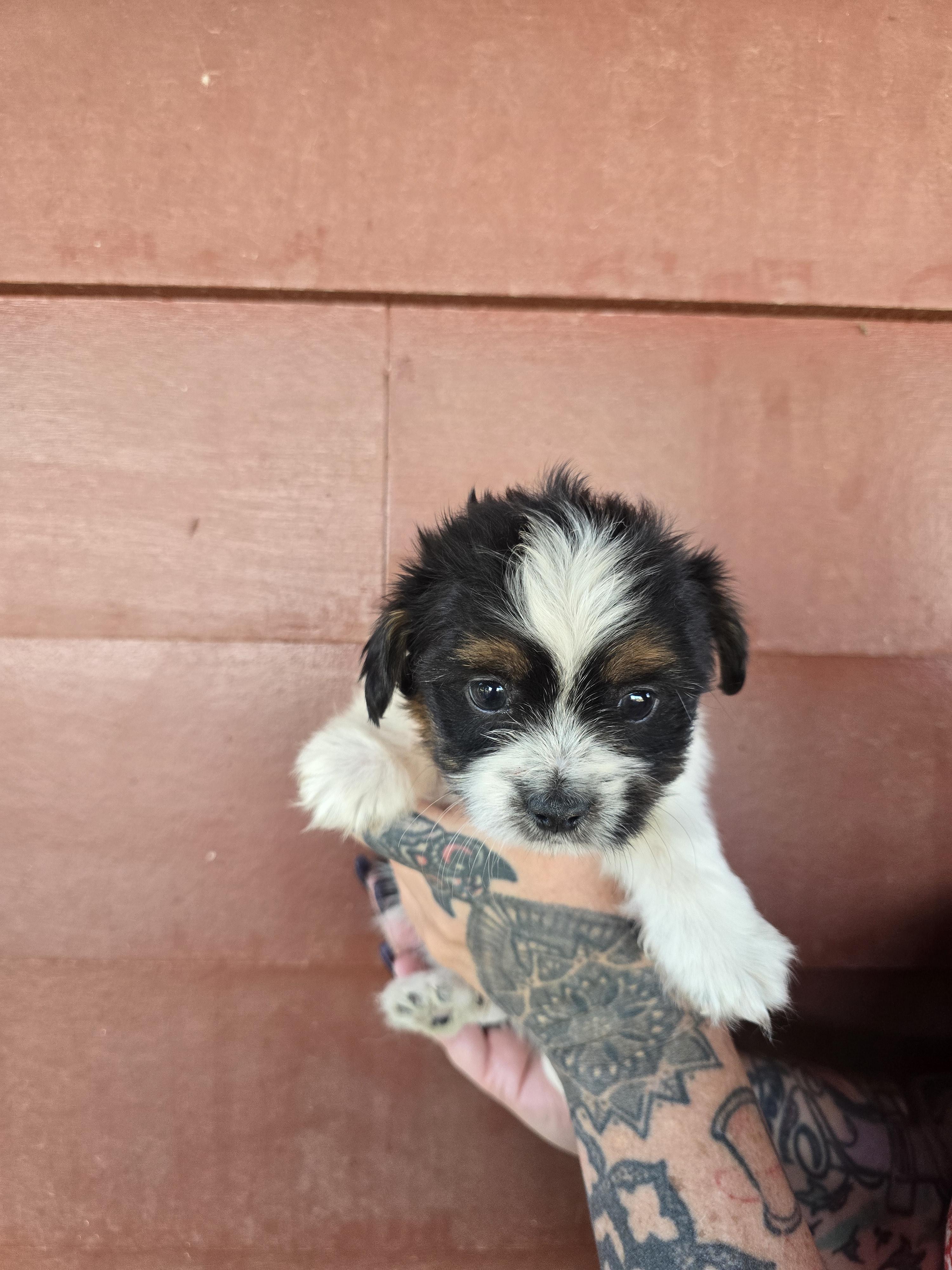 Wilder, Adopted, Young Male Chihuahua & Shih Tzu.