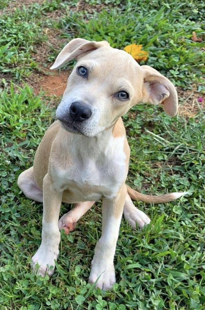 Enlarge Rayne, a Adoptable mixed breed in Easley, SC image 4/6