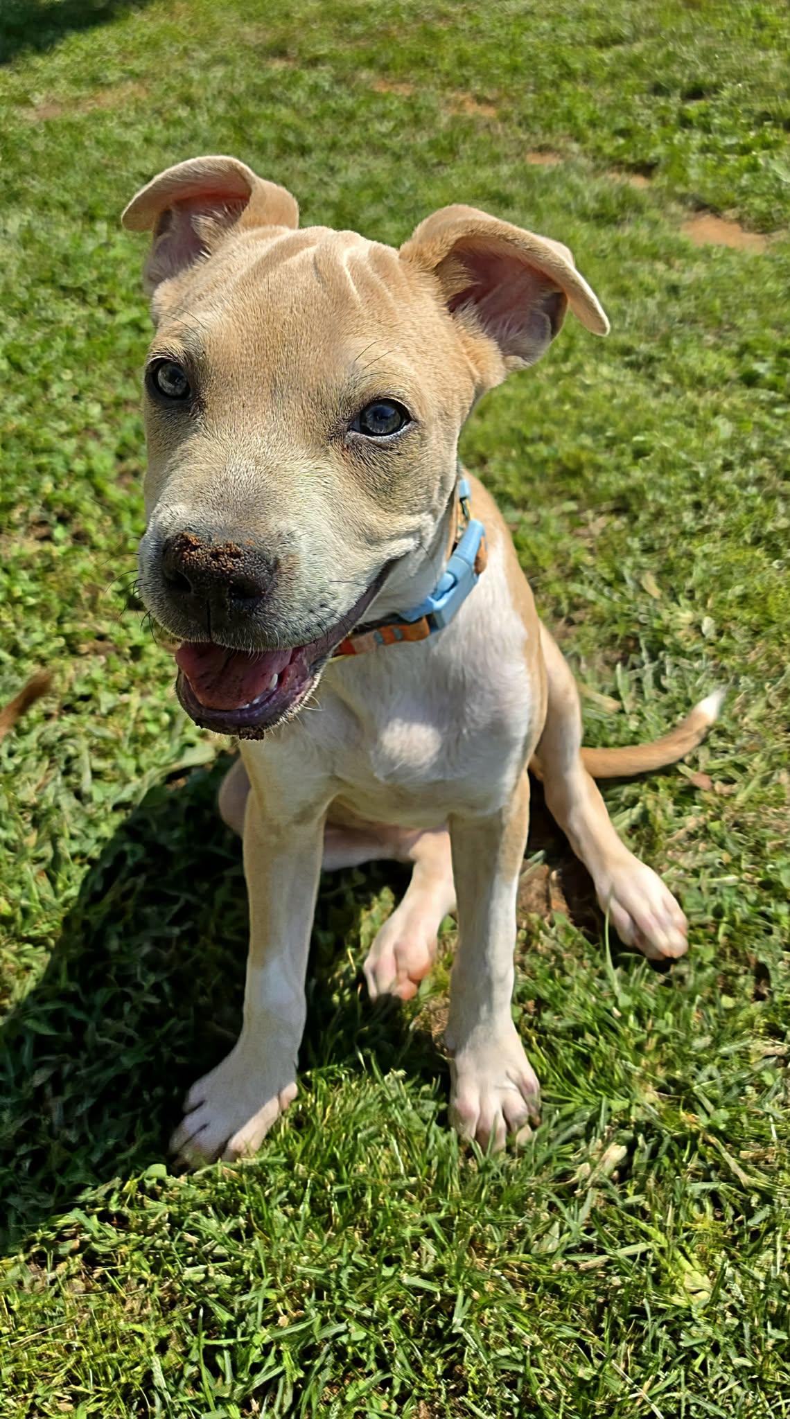 Enlarge Rayne, a Adoptable mixed breed in Easley, SC image 6/6