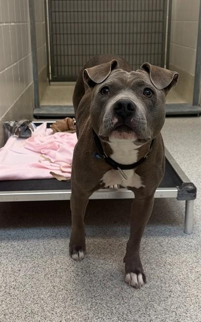 DIAMOND, Adoptable, Young Female Labrador Retriever & Mixed Breed.