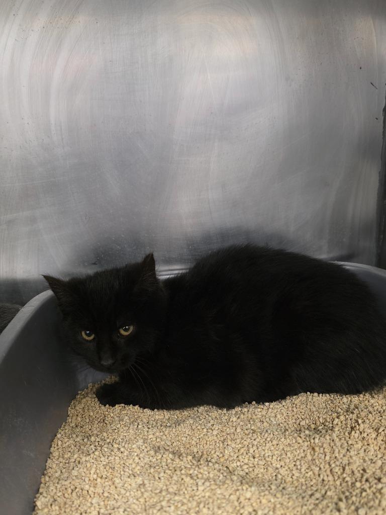 Colt, Adoptable, Kitten Male Domestic Short Hair.