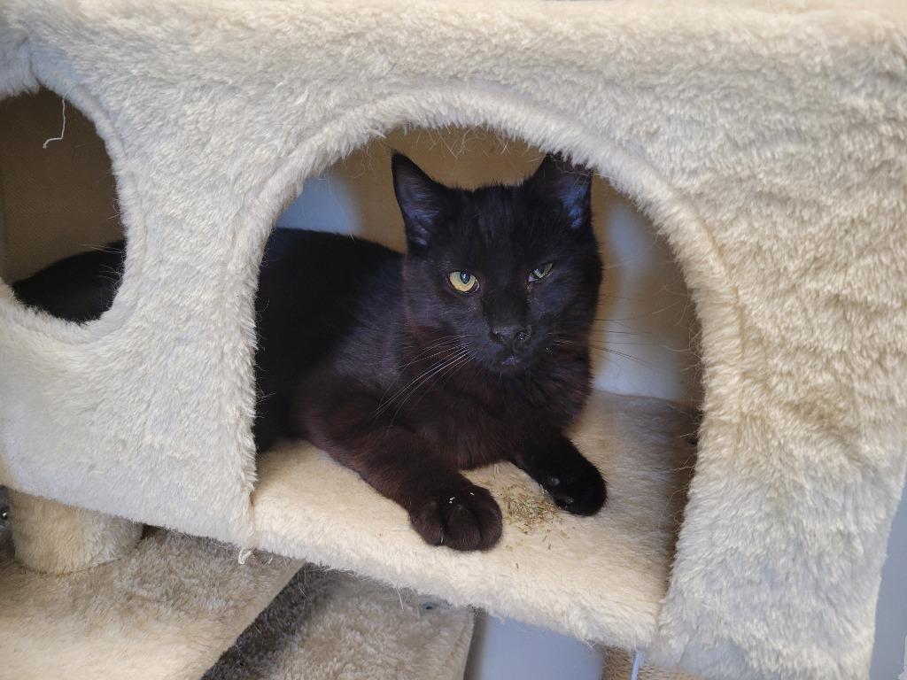 Colt, a Adoptable mixed breed in Angola, IN image 2/3