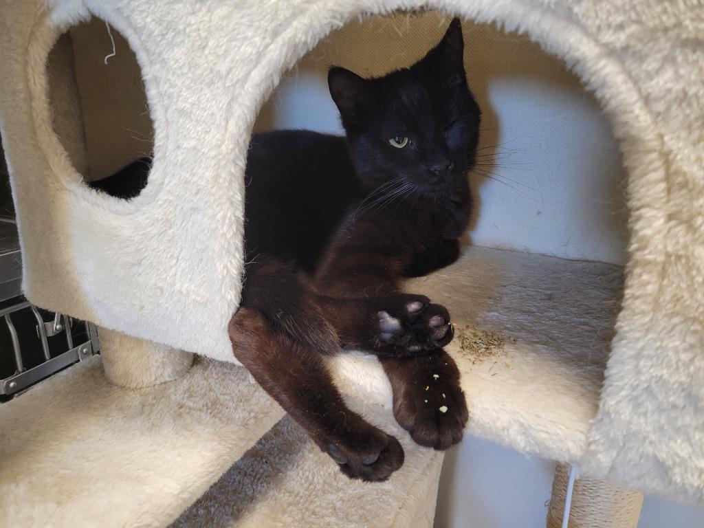 Colt, a Adoptable mixed breed in Angola, IN image 3/3