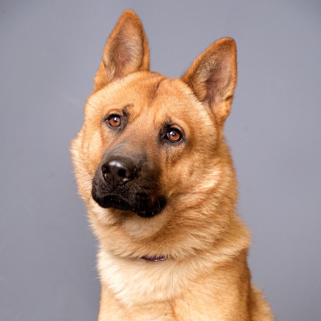 Tristan, Adoptable, Adult Male Shepherd & Chow Chow.