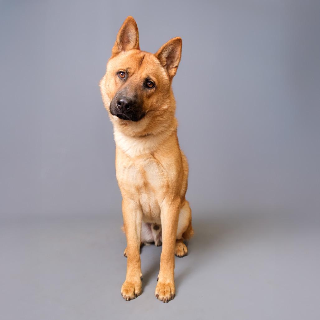Enlarge Tristan, a Adoptable mixed breed in Riverside, CA image 2/2