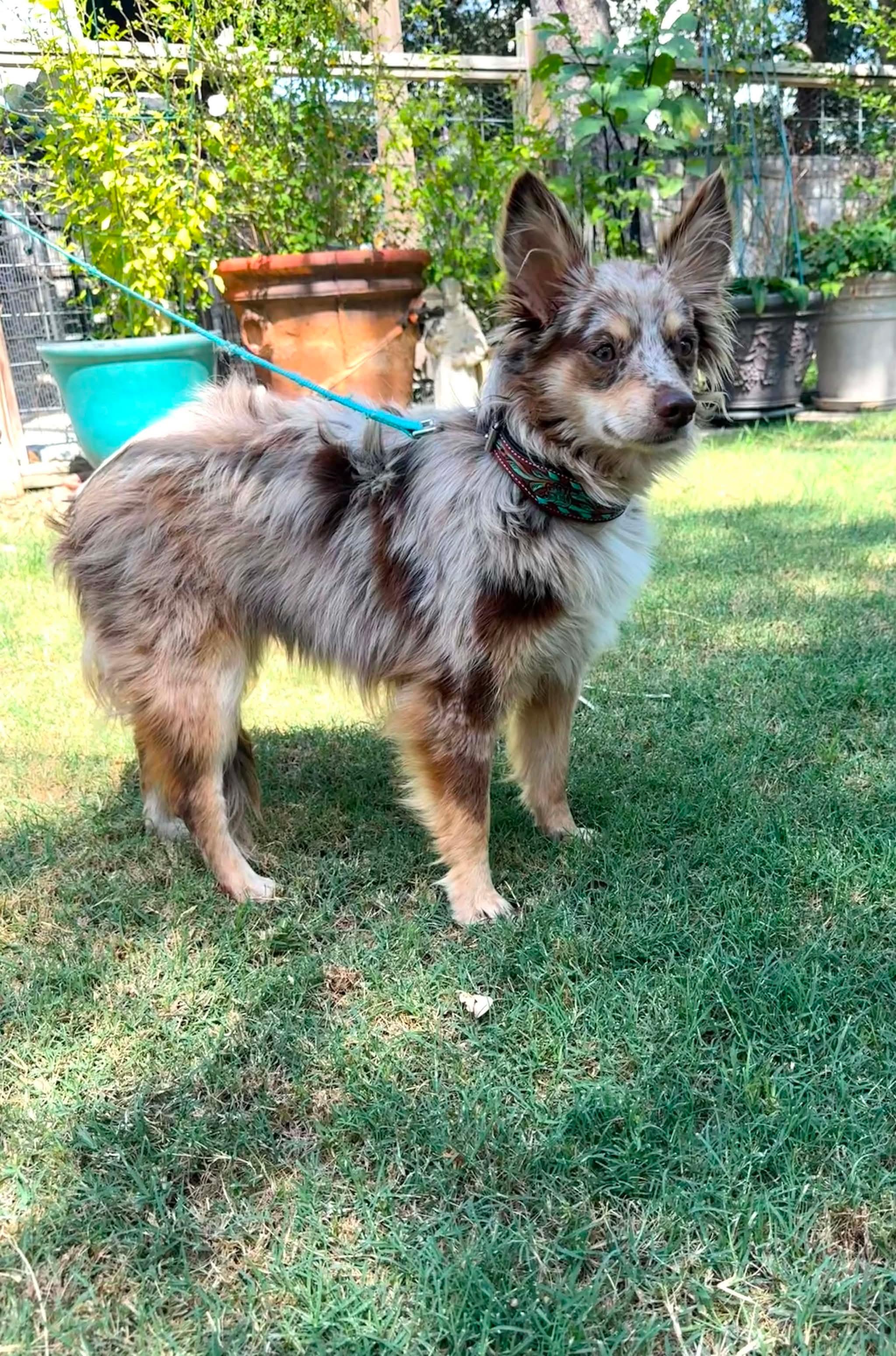 Enlarge Ranger the red merle mini-Aussie, a Adoptable Australian Shepherd in Lockhart, TX image 4/4