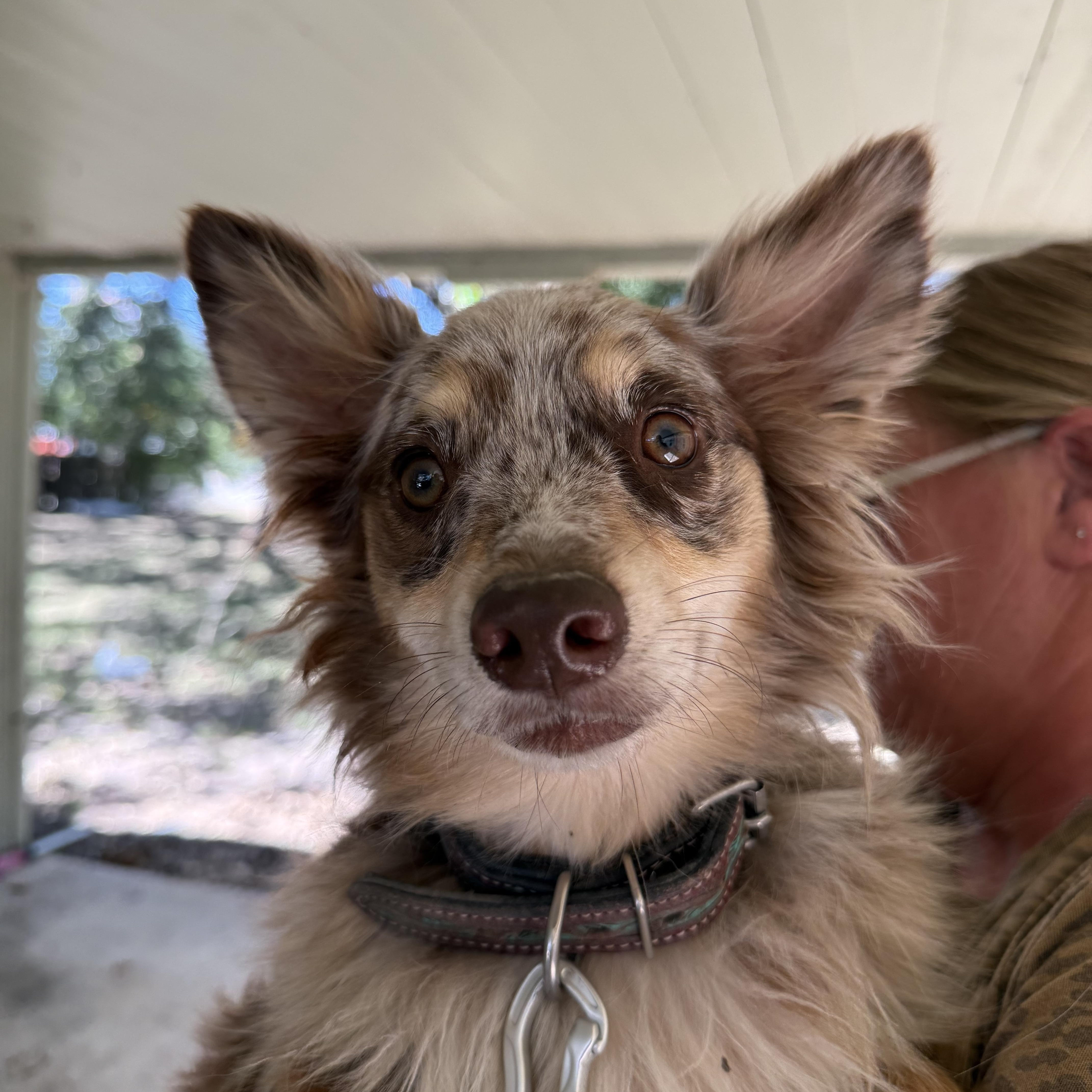 Enlarge Ranger the red merle mini-Aussie, a Adoptable Australian Shepherd in Lockhart, TX image 2/4