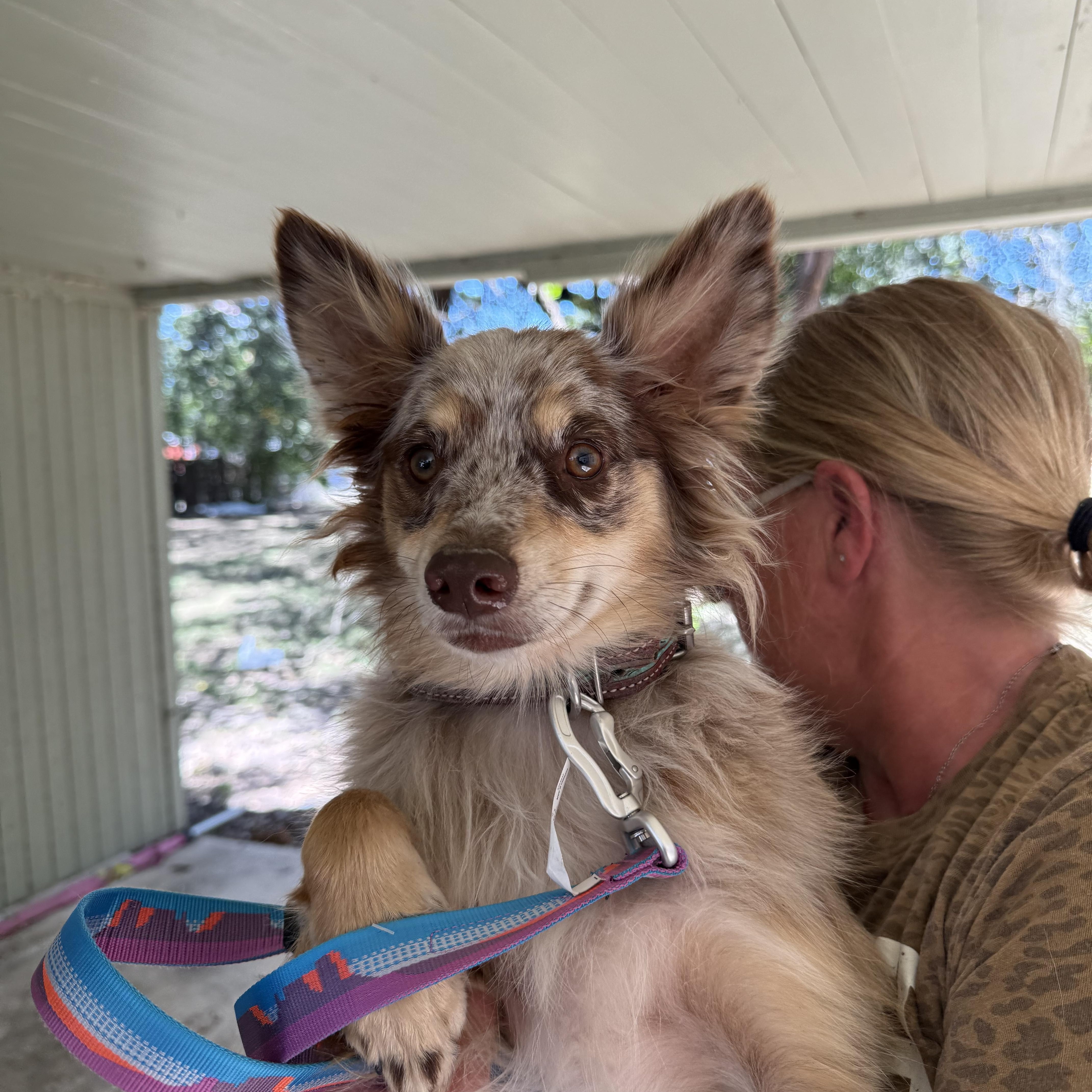 Enlarge Ranger the red merle mini-Aussie, a Adoptable Australian Shepherd in Lockhart, TX image 3/4