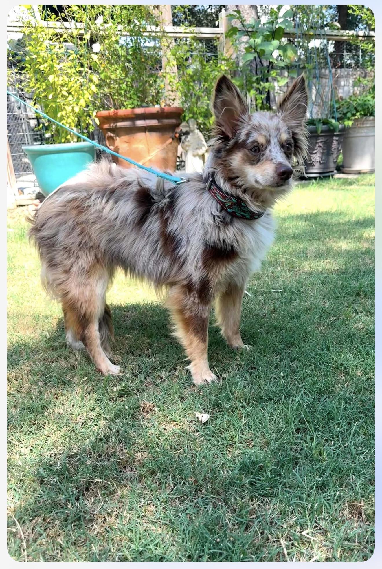 Ranger the red merle mini-Aussie, Adoptable, Young Male Australian Shepherd.
