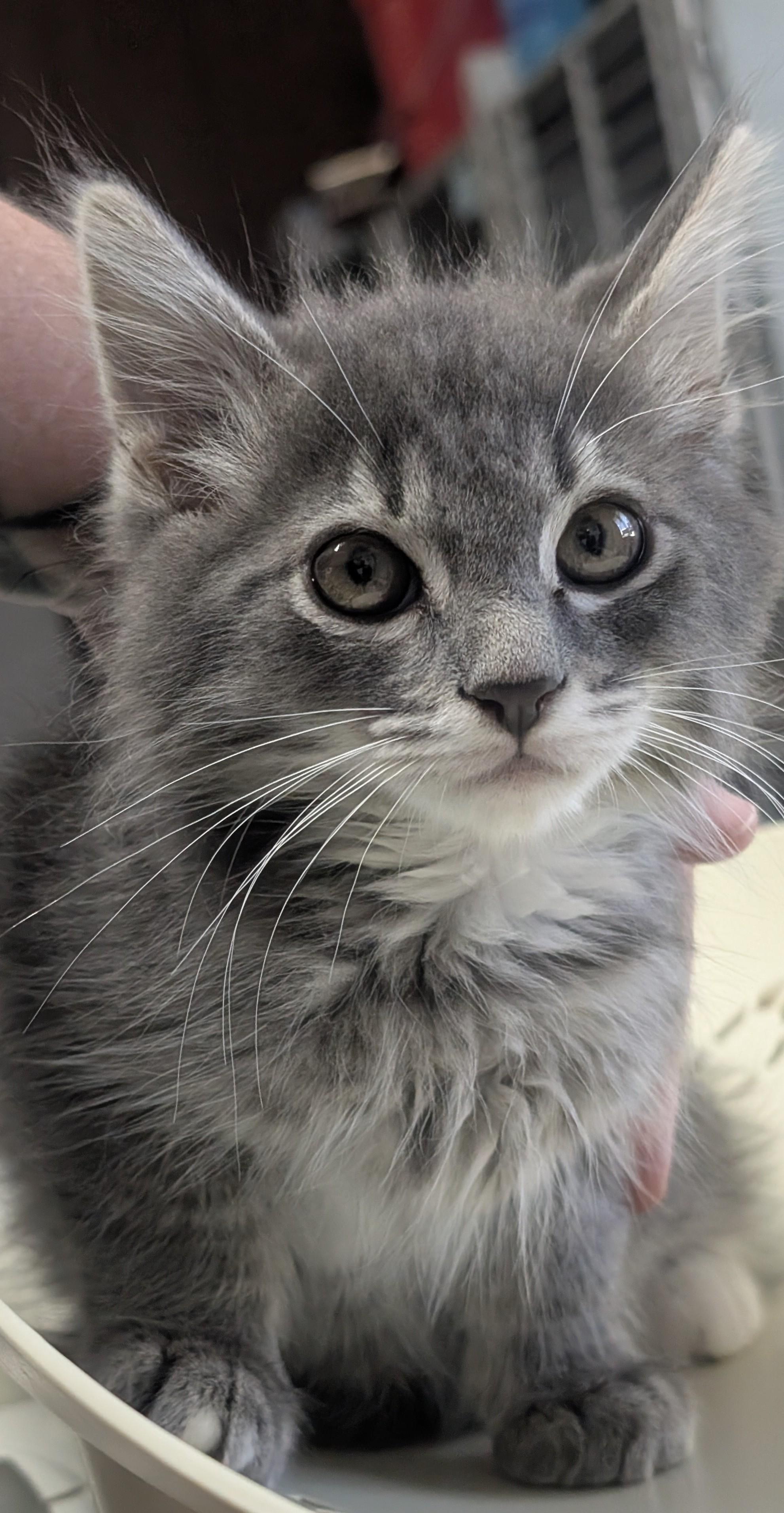 Duncan, Baby Male Domestic Medium Hair
