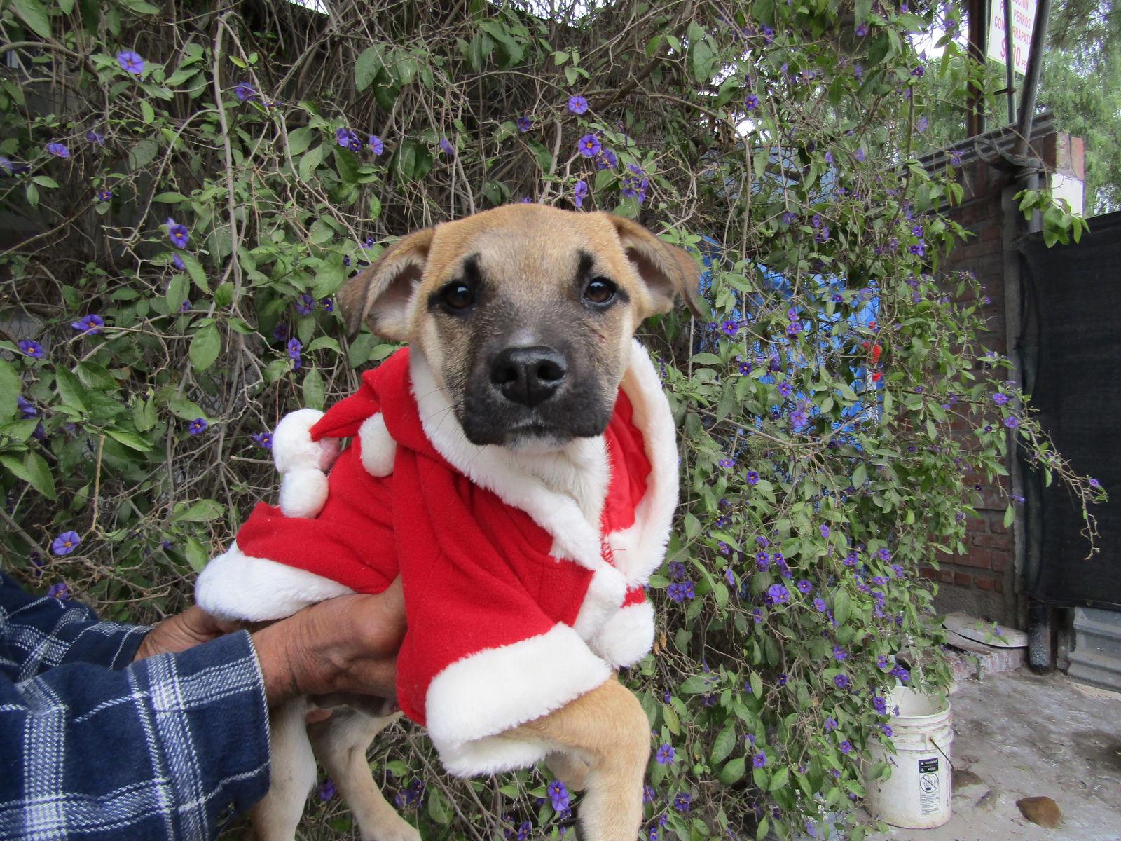 Prince, Adoptable, Young Male Collie & Shepherd.