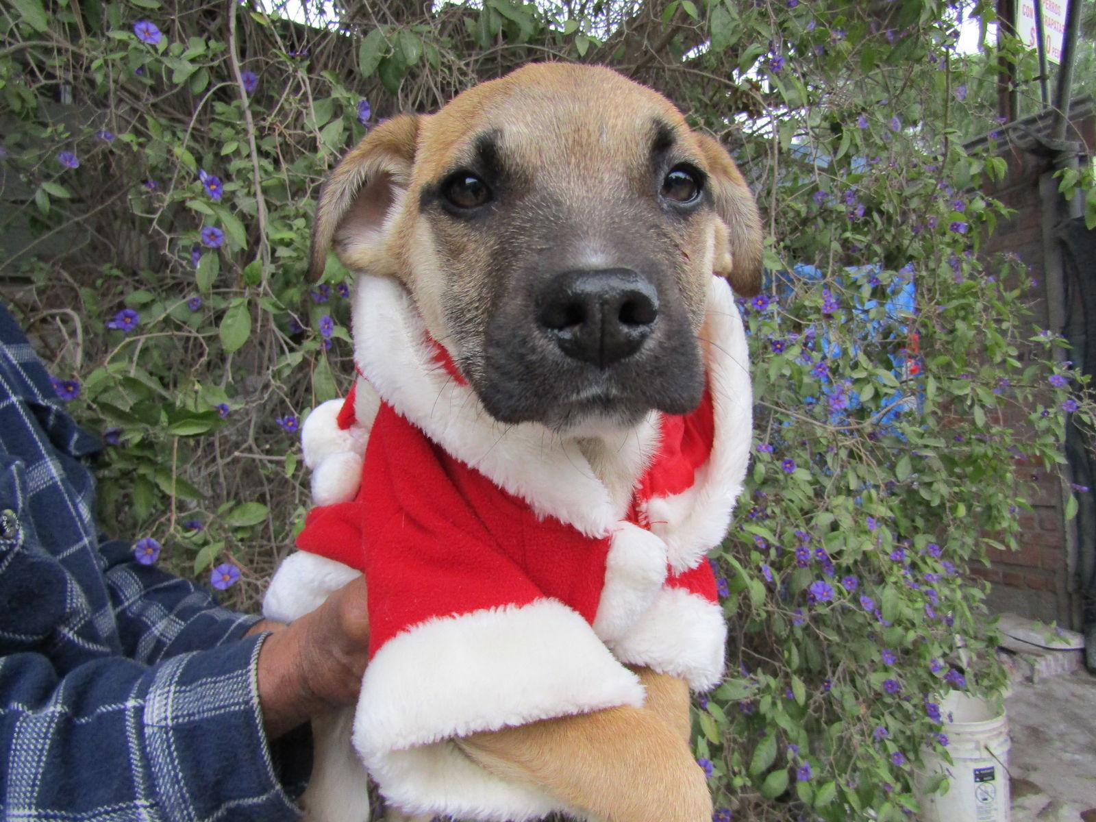 Prince, a Adoptable mixed breed in San Diego, CA image 2/2