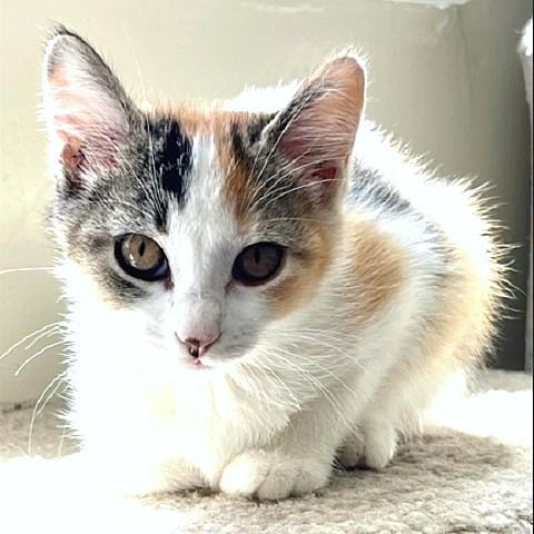 Peaches, an adoptable Calico in Salt Lake City, UT, 84109 | Photo Image 1