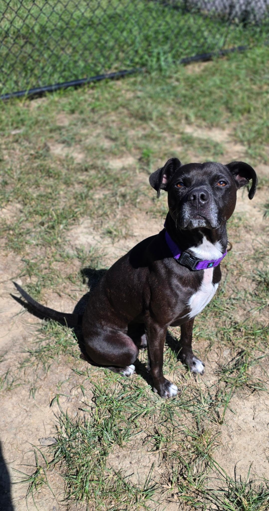 Enlarge Folio, a Adoptable mixed breed in Shepherdsville, KY image 1/1