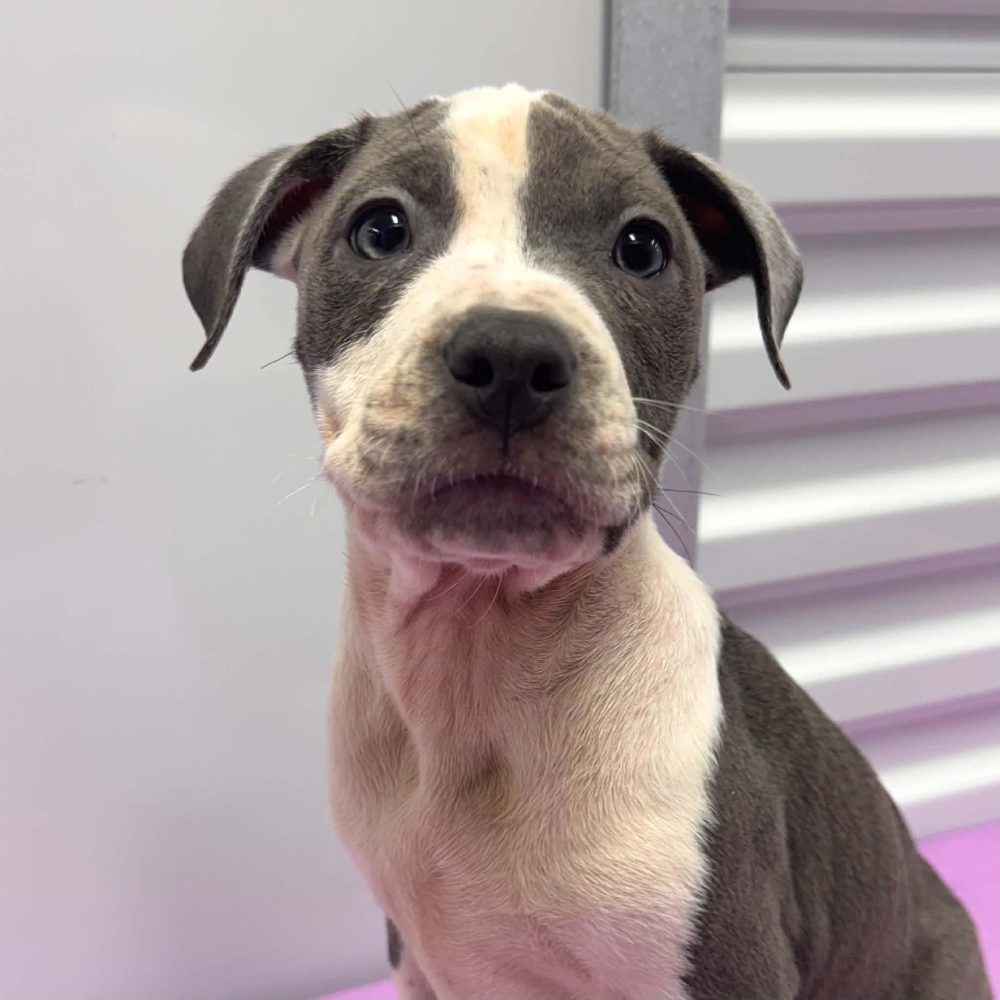Quack, Adopted, Puppy Male Pit Bull Terrier & American Staffordshire Terrier.