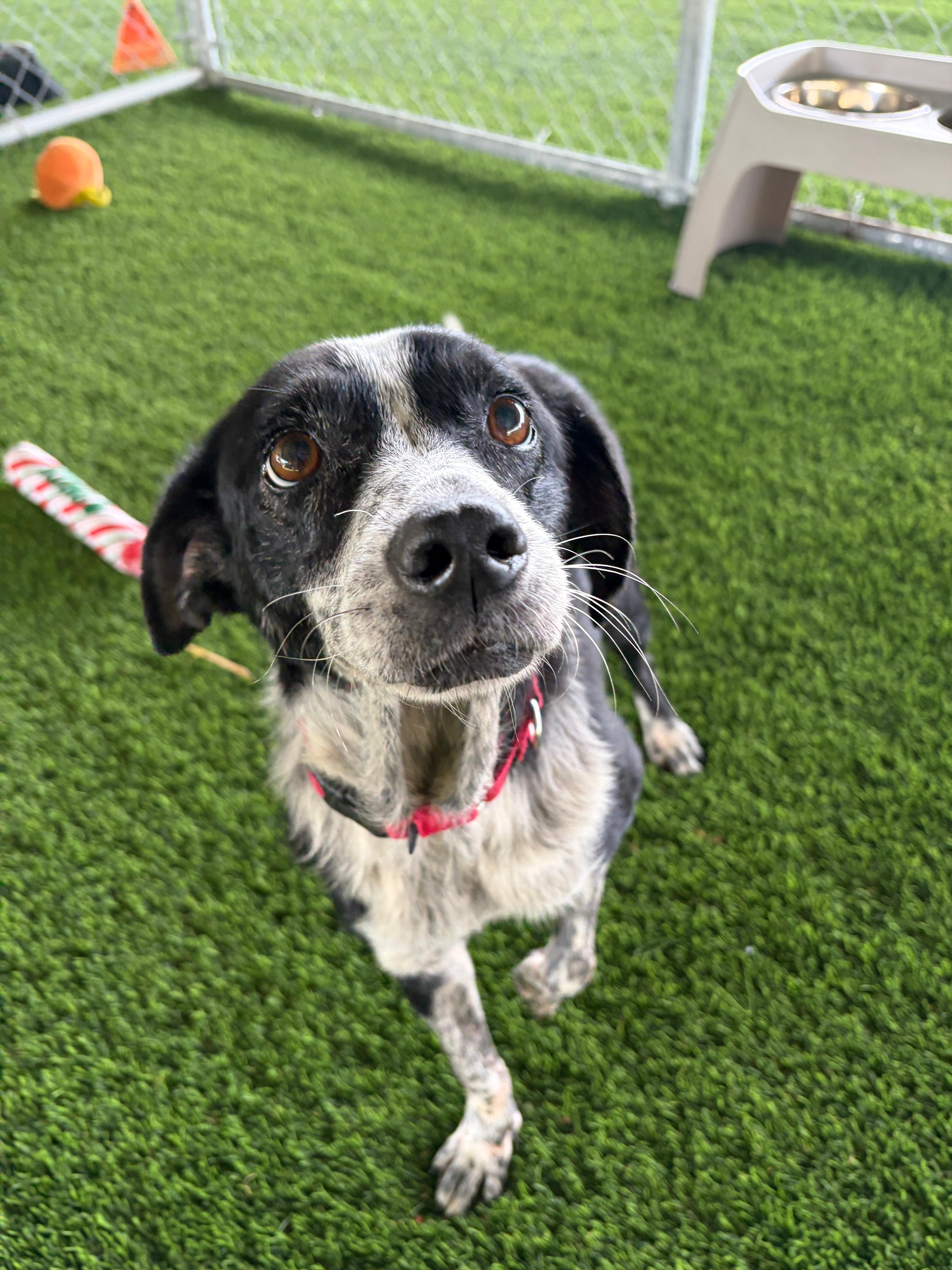 Enlarge Nala, a ADOPTABLE mixed breed in Brooklyn, NY image 1/5