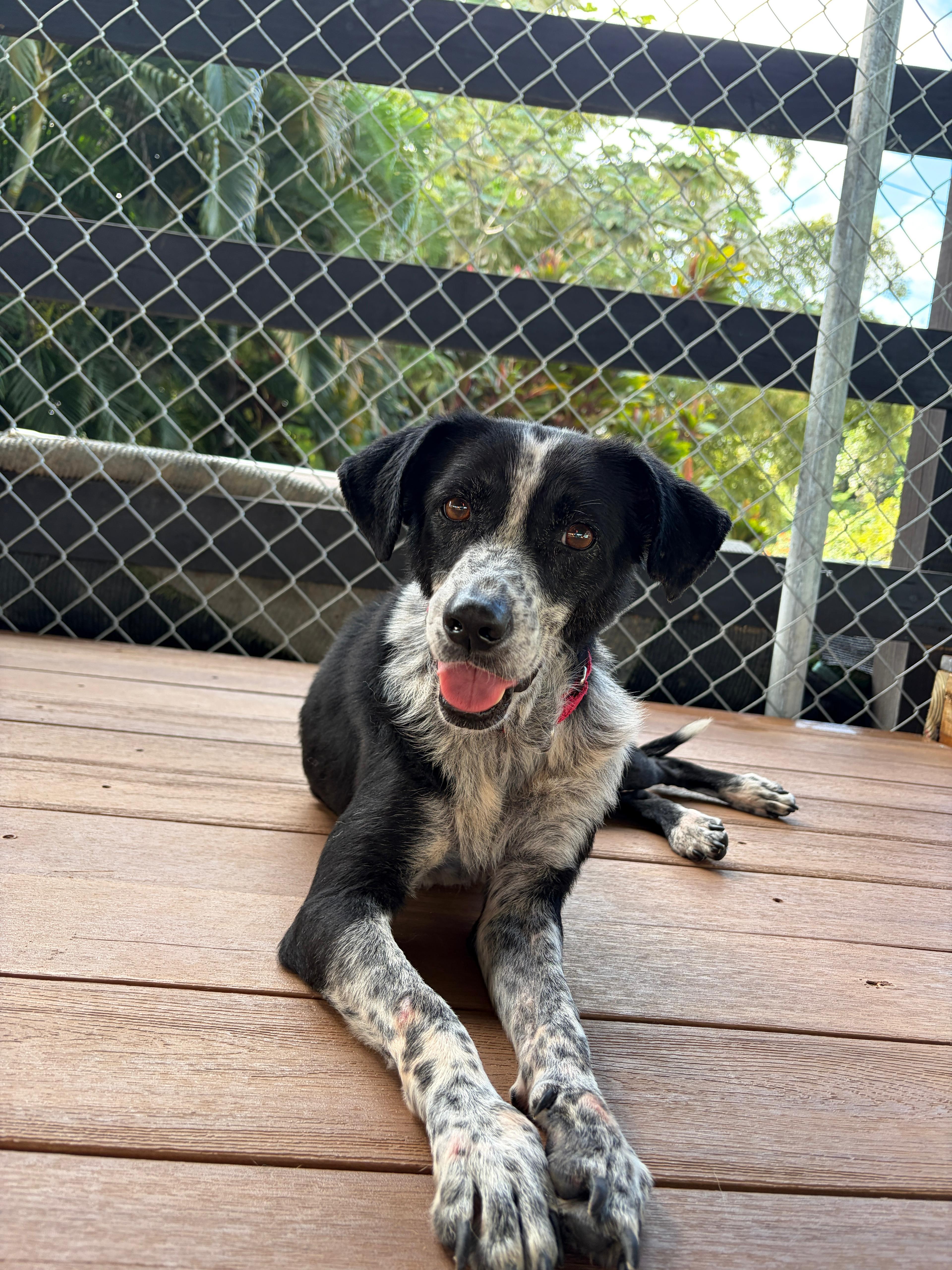 Enlarge Nala, a ADOPTABLE mixed breed in Brooklyn, NY image 3/5