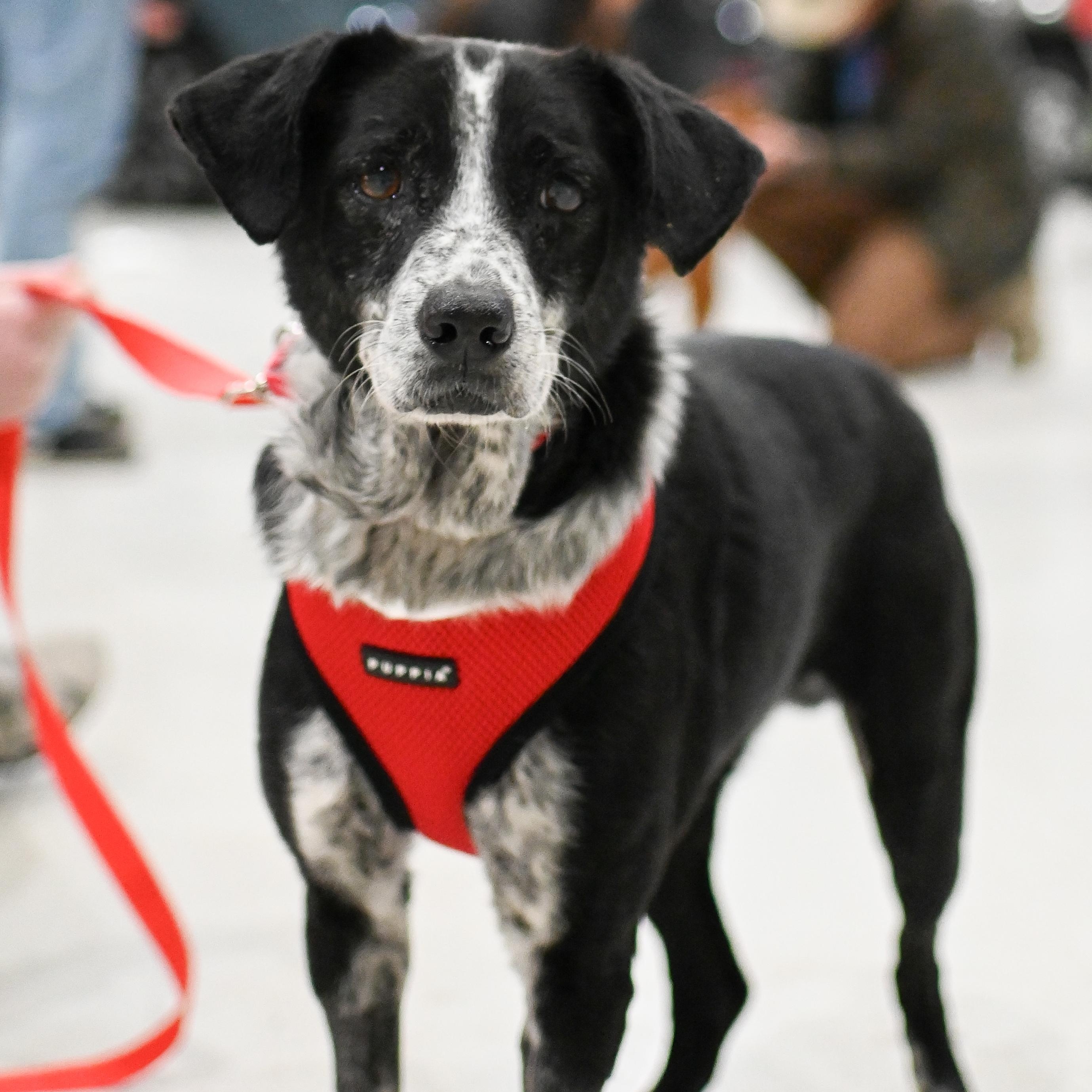 Enlarge Nala, a ADOPTABLE mixed breed in Brooklyn, NY image 1/5