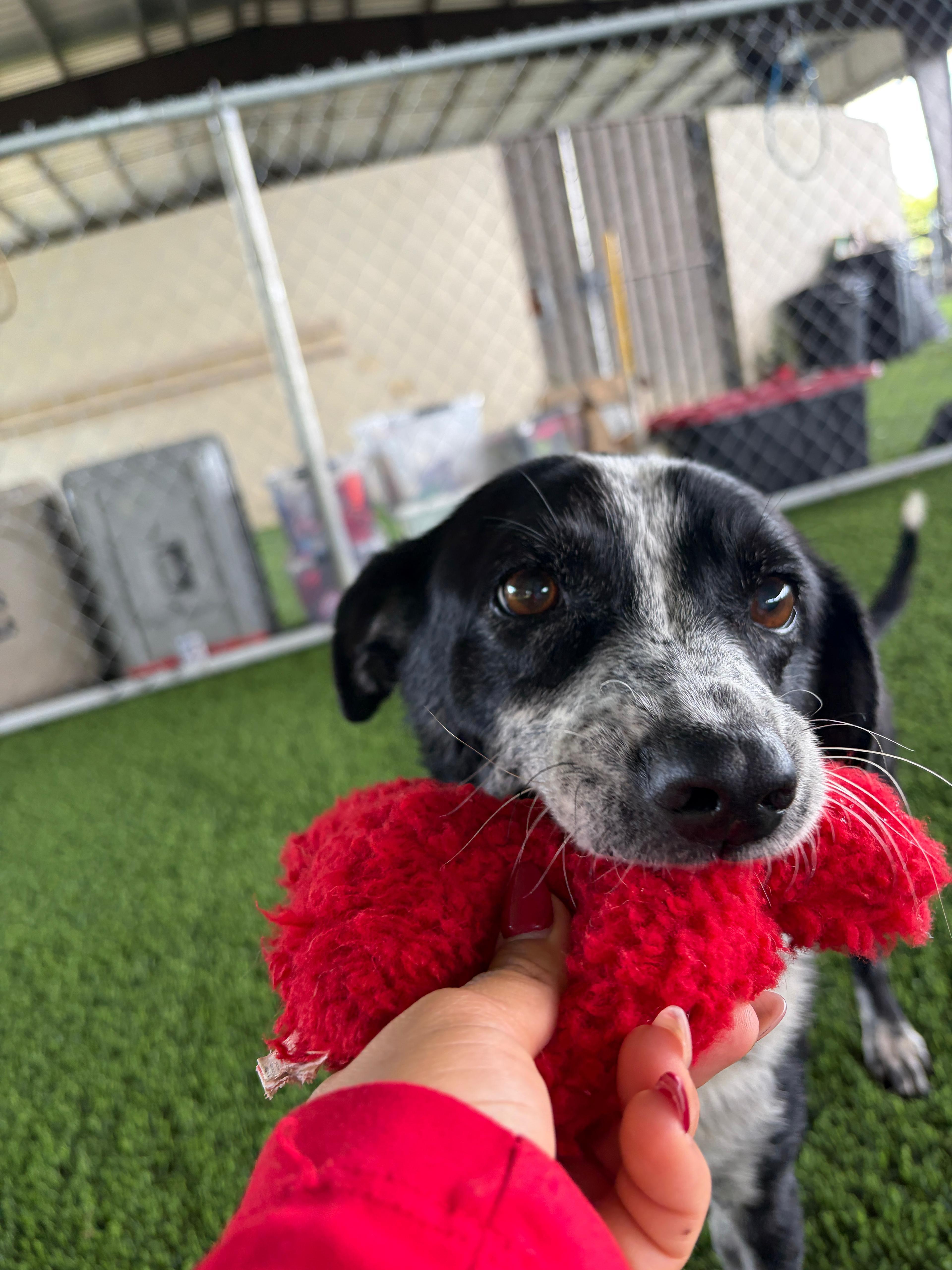 Enlarge Nala, a ADOPTABLE mixed breed in Brooklyn, NY image 4/5